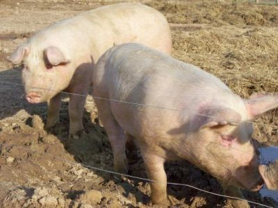 What's Shakin' Bacon? Image